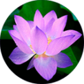 Susan Quinn, MFT, Psychotherapist and Life Coach, EMDR, EFT Susan Quinn, MFT, Psychotherapist and Life Coach, EMDR, EFT