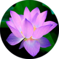 Susan Quinn, MFT, Psychotherapist and Life Coach, EMDR, EFT Susan Quinn, MFT, Psychotherapist and Life Coach, EMDR, EFT